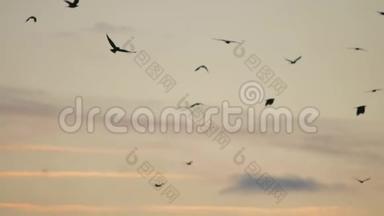 一群鸟在日落时在天空中飞翔。 一群鸟，秋天的乌鸦，在天空的阳光下